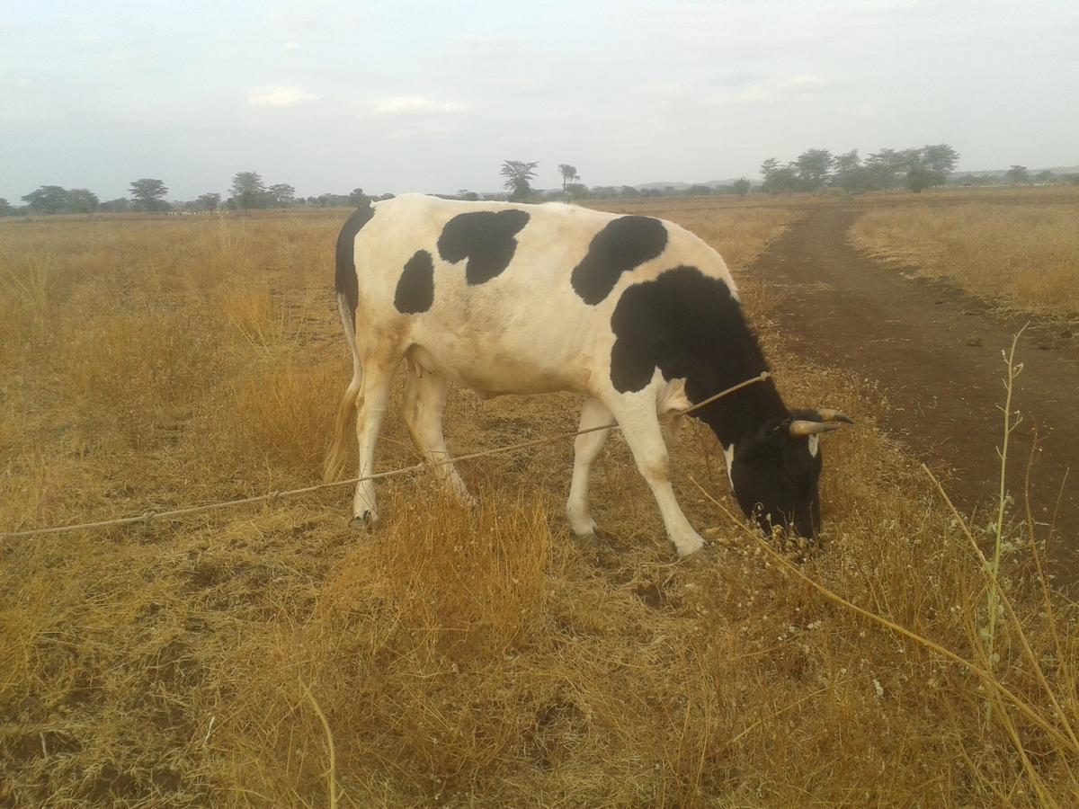 We4Kenya Guesthouses Amboseli Exterior foto